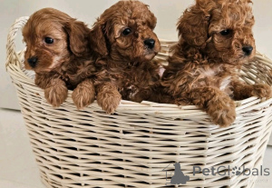 Foto №2 zu Ankündigung № 138967 zu verkaufen labradoodle - einkaufen USA quotient 	ankündigung, züchter