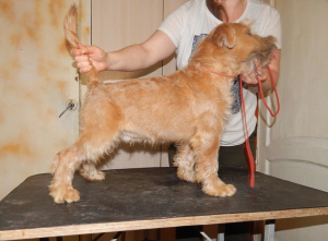 Foto №3. Irischer weicher überzogener Wheaten Terrier. Russische Föderation