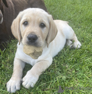 Foto №4. Ich werde verkaufen golden retriever in der Stadt Sedona. quotient 	ankündigung - preis - verhandelt