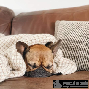 Foto №3. Französische Bulldogge. USA