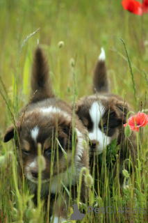 Foto №4. Ich werde verkaufen miniatur-amerikanischer schäferhund (aussie) in der Stadt Gdynia. quotient 	ankündigung, züchter - preis - 2000€