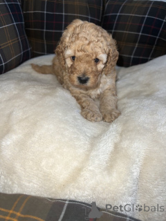 Foto №2 zu Ankündigung № 163999 zu verkaufen pudel (toy) - einkaufen USA 