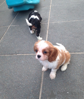 Foto №3. Entzückende Cavalier King Charles Welpen zur kostenlosen Adoption. Deutschland