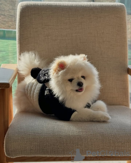 Foto №2 zu Ankündigung № 132474 zu verkaufen pommersche spitz - einkaufen Portugal 