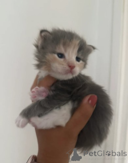 Foto №2 zu Ankündigung № 160420 zu verkaufen maine-coon-katze - einkaufen Finnland züchter
