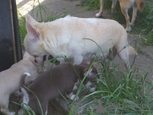 Zusätzliche Fotos: Entzückende Kurzhaar-Chihuahua-Welpen
