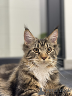 Foto №1. maine-coon-katze - zum Verkauf in der Stadt Вознесенск | 1500€ | Ankündigung № 84469