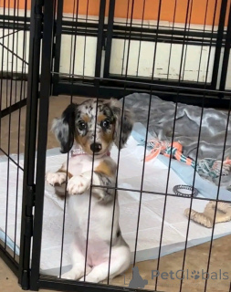 Foto №4. Ich werde verkaufen dackel in der Stadt Berlin. quotient 	ankündigung, aus dem tierheim - preis - 550€