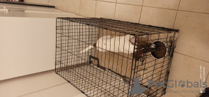 Foto №1. jack russell terrier - zum Verkauf in der Stadt Гавиржов | verhandelt | Ankündigung № 73126