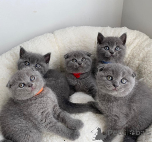 Foto №1. schottische faltohrkatze - zum Verkauf in der Stadt Liberc | verhandelt | Ankündigung № 173030