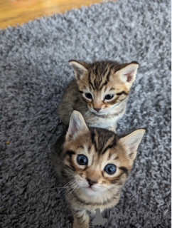 Foto №3. Schöne Bengalen x Kätzchen. USA