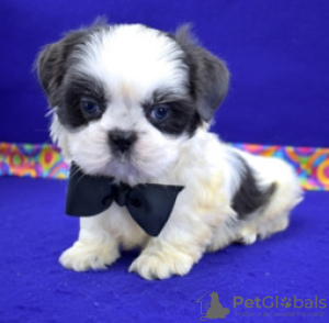 Foto №3. Entzückende Shih Tzu Welpen zur kostenlosen Adoption. Deutschland