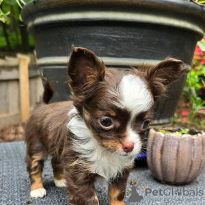 Foto №2 zu Ankündigung № 110089 zu verkaufen chihuahua - einkaufen USA züchter