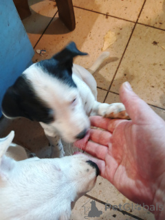 Foto №3. Welpen in einer guten Familie.. Ukraine