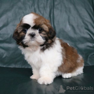 Foto №1. shih tzu - zum Verkauf in der Stadt Meerbusch | 450€ | Ankündigung № 169471