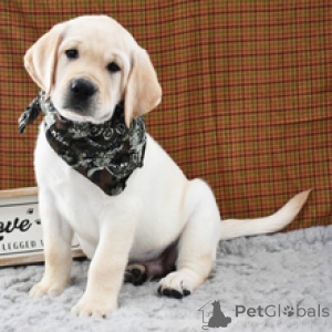 Foto №3. Bruno Labrador Retriever-Rüde, 10 Wochen alt, bereit, nach Hause zu gehen. Deutschland