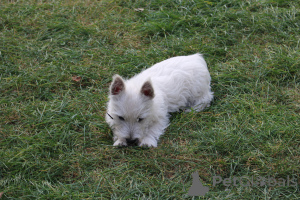 Foto №2 zu Ankündigung № 139141 zu verkaufen west highland white terrier - einkaufen Polen züchter