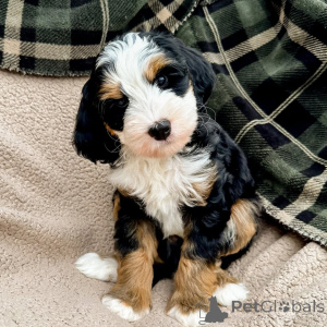 Foto №4. Ich werde verkaufen labradoodle in der Stadt Schleppnetz. quotient 	ankündigung - preis - verhandelt