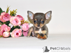 Foto №3. Echter Diamant. Miniatur-Chihuahua-Mädchen.. Russische Föderation