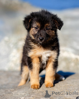 Foto №3. Welpen suchen ein warmes Zuhause und ein liebevolles Herz!. Russische Föderation