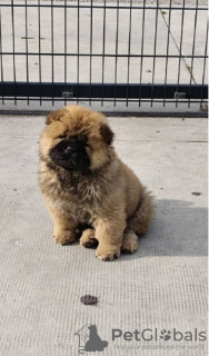 Foto №3. Cau Cau Chow Chow Rinder beiderlei Geschlechts. Serbien