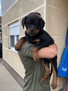 Foto №4. Ich werde verkaufen rottweiler in der Stadt Zemun.  - preis - verhandelt