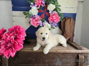 Foto №2 zu Ankündigung № 126882 zu verkaufen golden retriever - einkaufen Portugal 