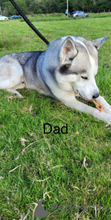 Foto №4. Ich werde verkaufen siberian husky in der Stadt Andorra La Vella.  - preis - 339€