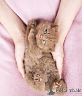 Foto №2 zu Ankündigung № 137793 zu verkaufen britisch kurzhaar - einkaufen USA quotient 	ankündigung