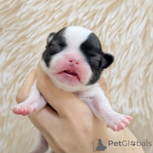 Foto №1. chihuahua - zum Verkauf in der Stadt Helsinki | 500€ | Ankündigung № 163644