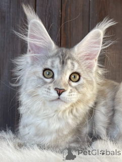 Foto №2 zu Ankündigung № 161198 zu verkaufen maine-coon-katze - einkaufen USA züchter