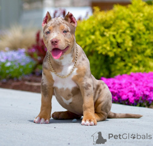 Foto №2 zu Ankündigung № 158061 zu verkaufen american bully - einkaufen Belgien quotient 	ankündigung, züchter