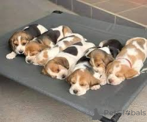 Foto №1. beagle - zum Verkauf in der Stadt Amsterdam | 700€ | Ankündigung № 162728