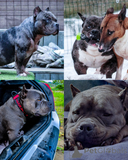 Foto №2 zu Ankündigung № 135811 zu verkaufen american bully - einkaufen Slowenien züchter