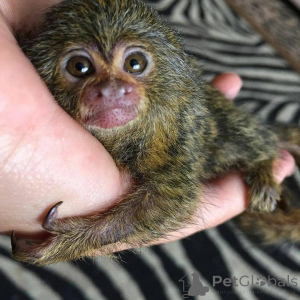 Foto №1.  - zum Verkauf in der Stadt Schlechtes Zurzach | 678€ | Ankündigung № 162669