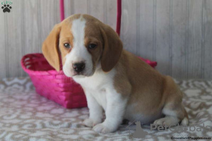 Foto №4. Ich werde verkaufen beagle in der Stadt East Texas.  - preis - 379€
