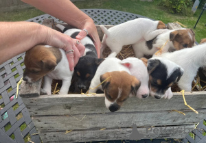 Foto №1. jack russell terrier - zum Verkauf in der Stadt Jáchymov | 610€ | Ankündigung № 148577