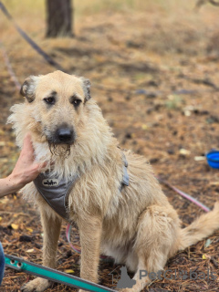 Foto №3. Auf der Suche nach einem Zuhause. Russische Föderation