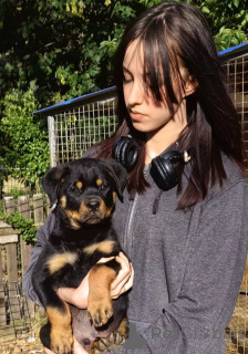 Foto №3. Rottweiler schöne Welpen. Serbien