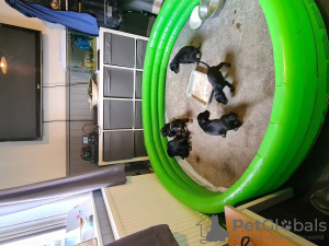 Zusätzliche Fotos: Потрясающий помет крупных черно-подпалых щенков доберманов