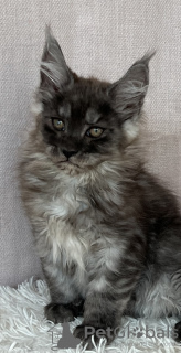 Foto №2 zu Ankündigung № 118442 zu verkaufen maine-coon-katze - einkaufen Polen züchter