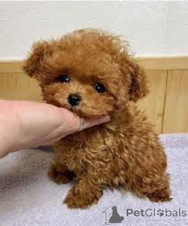 Foto №2 zu Ankündigung № 135908 zu verkaufen pudel (toy) - einkaufen Deutschland 