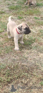 Foto №3. Bullmastiff-Welpen. Serbien