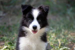 Foto №3. Border Collie Border Collie Welpen. Serbien