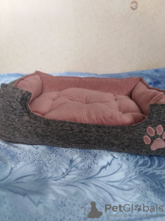 Foto №3. Betten (Bett, Haus, Sonnenliege) für Tiere, Hunde, Katzen usw. in Ukraine