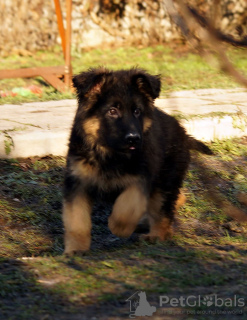 Foto №2 zu Ankündigung № 80782 zu verkaufen deutscher schäferhund - einkaufen Ukraine quotient 	ankündigung, züchter