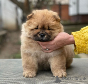 Foto №1. chow-chow - zum Verkauf in der Stadt Schöneiche | 300€ | Ankündigung № 90333