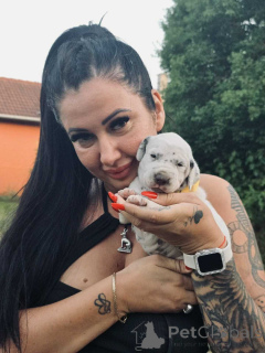 Foto №3. Dalmatiner Welpe FCI -Stammbaum. Ungarn