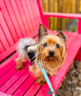 Foto №2 zu Ankündigung № 164789 zu verkaufen yorkshire terrier - einkaufen Deutschland quotient 	ankündigung, aus dem tierheim