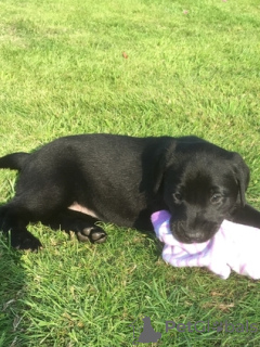 Foto №4. Ich werde verkaufen labrador retriever in der Stadt Kangerlussuaq. quotient 	ankündigung - preis - verhandelt